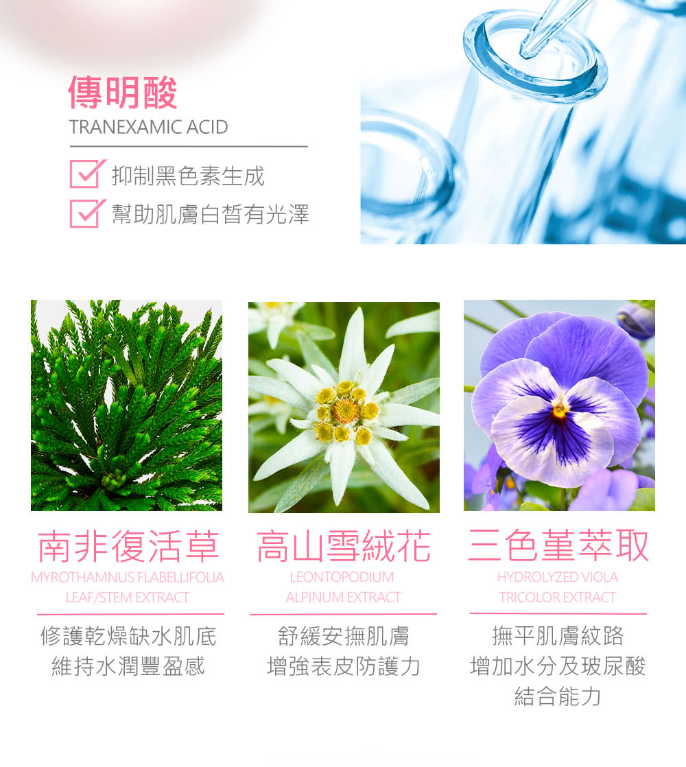 南非复活草 高山雪绒花